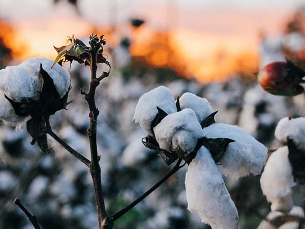 Was zeichnet Bio-Baumwolle aus & wie schont sie die Umwelt