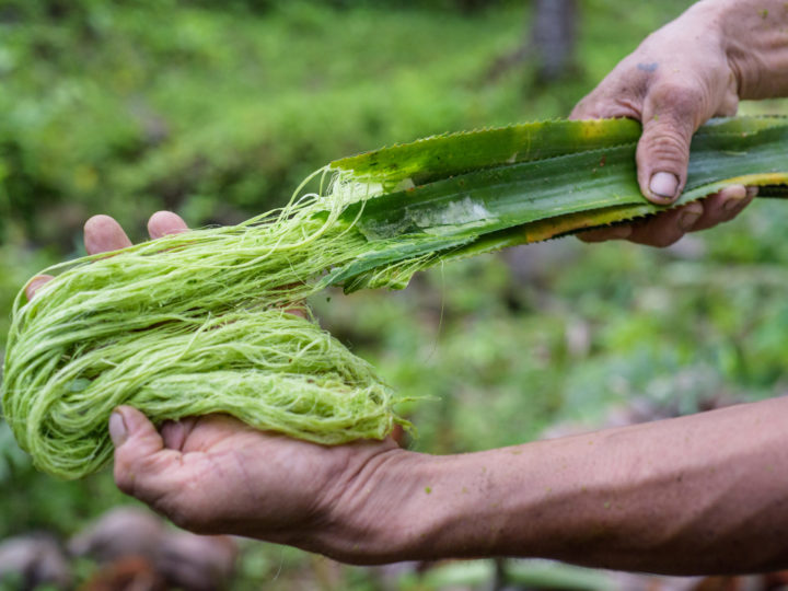 Pinatex – Warum es kein Ananasleder ist