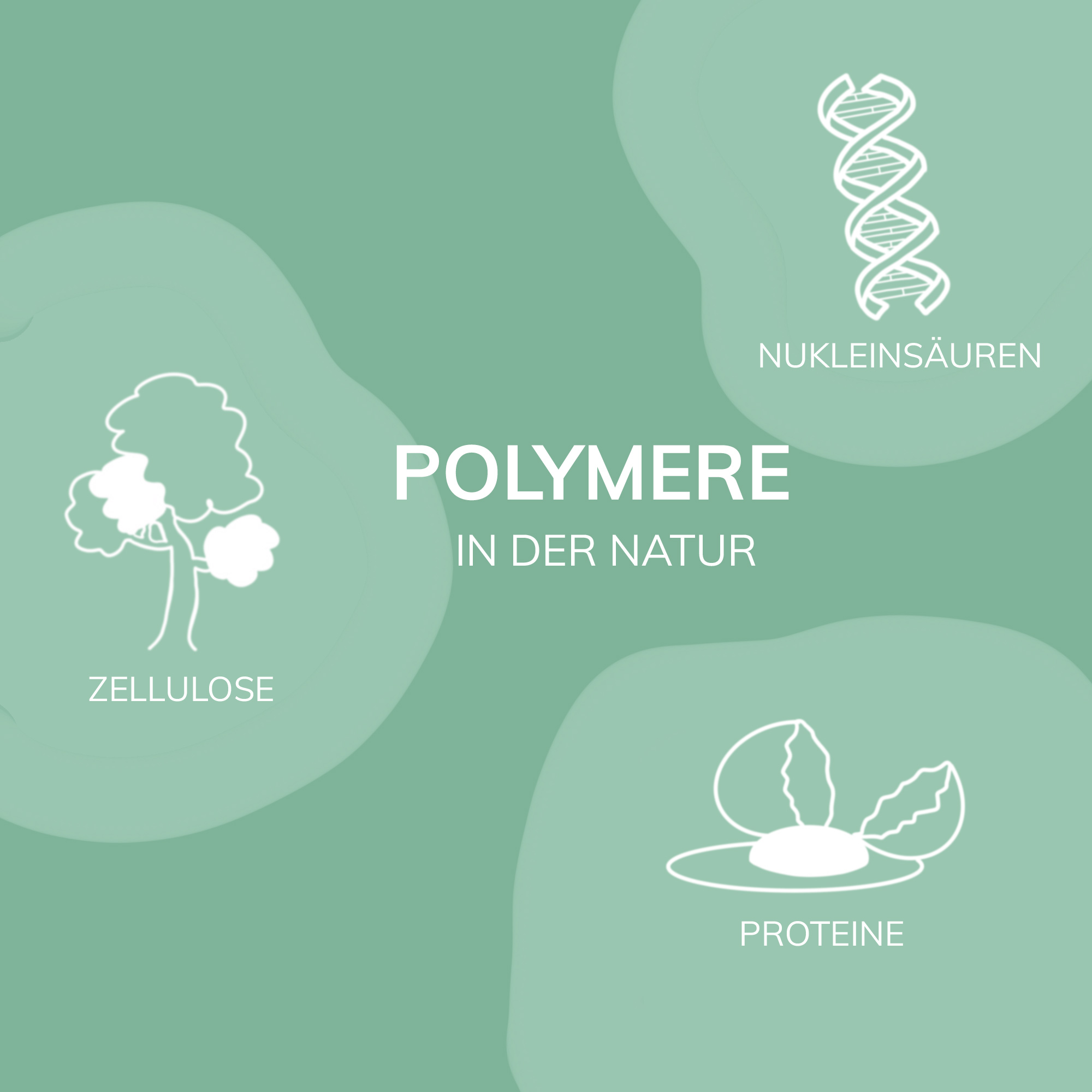 Polymere in der Natur